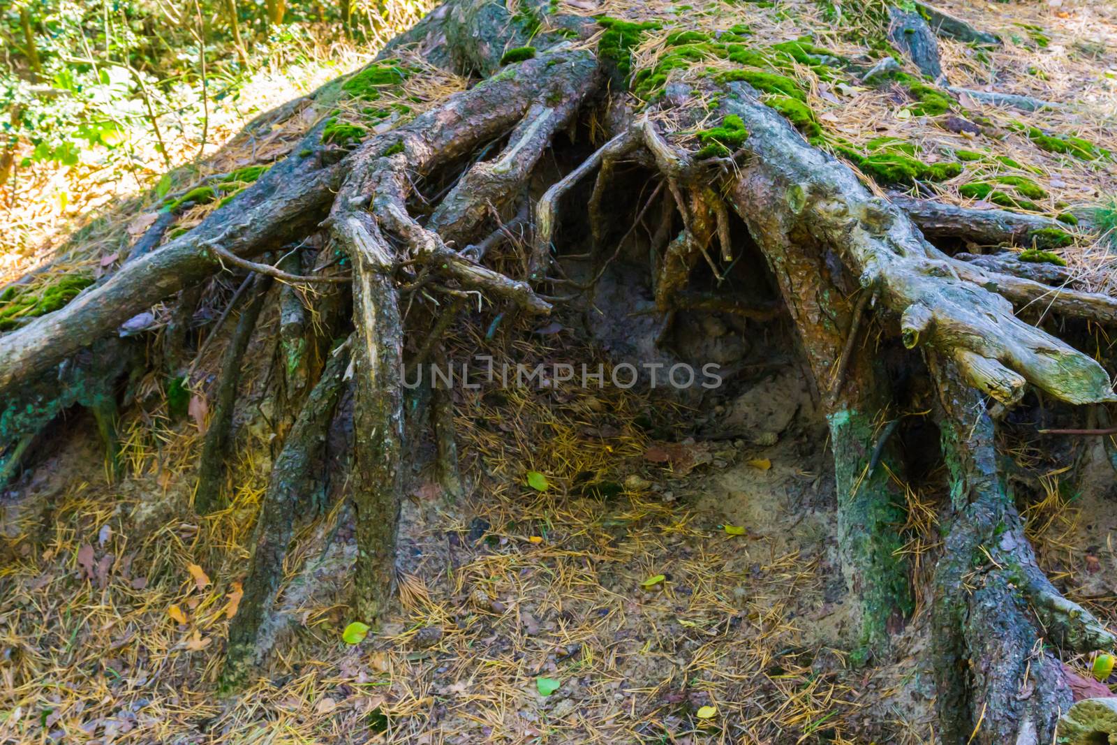 big bare tree roots making a hole in the ground and creating this cave in a forest landscape