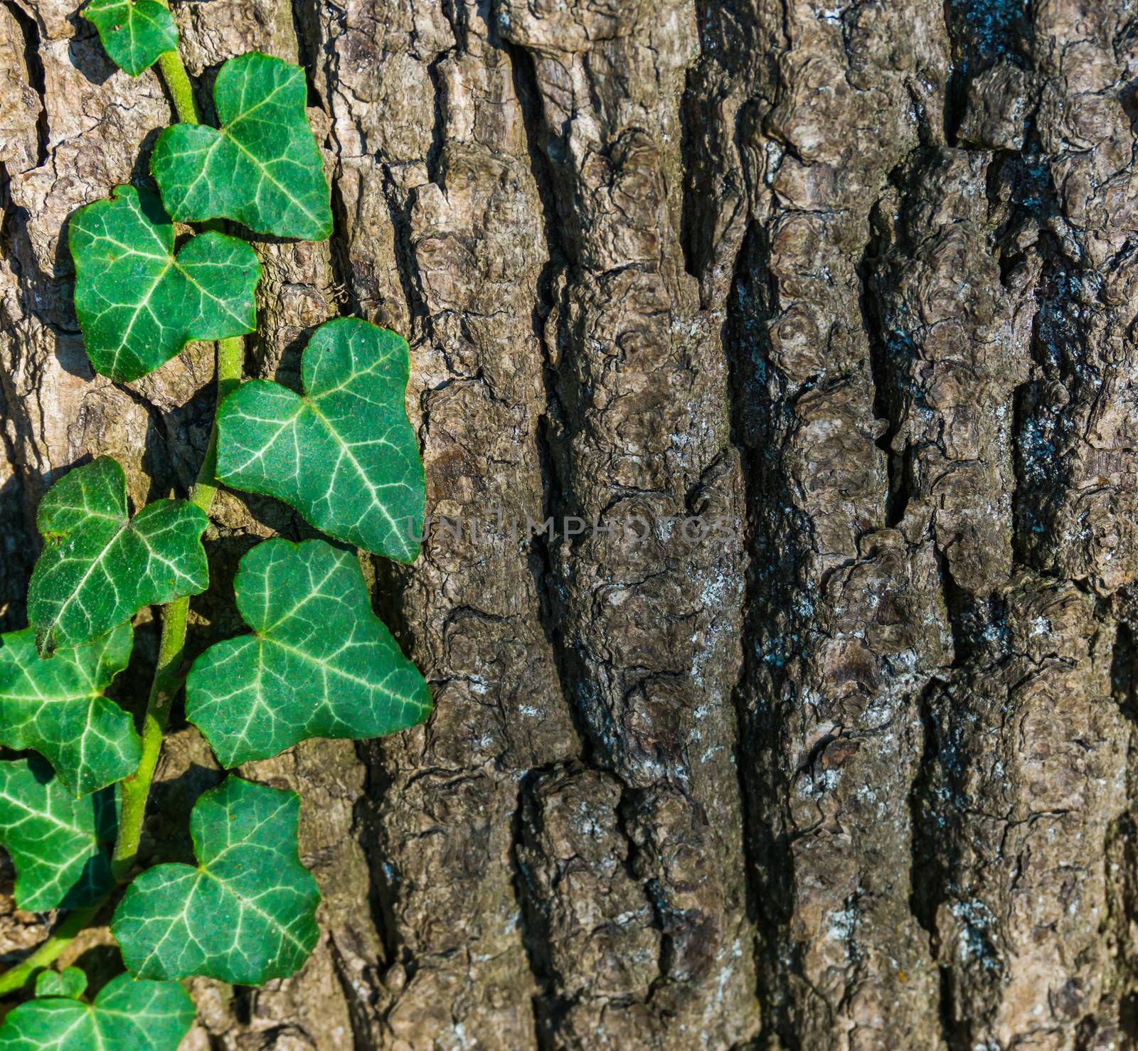 tree bark pattern with ivy growing on the tree trunk a macro closeup forest nature background by charlottebleijenberg