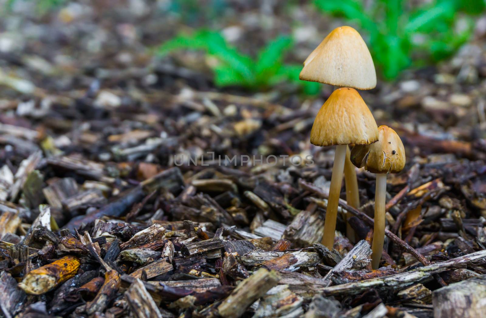season in the forest white dunce cap mushrooms in macro closeup forest background by charlottebleijenberg