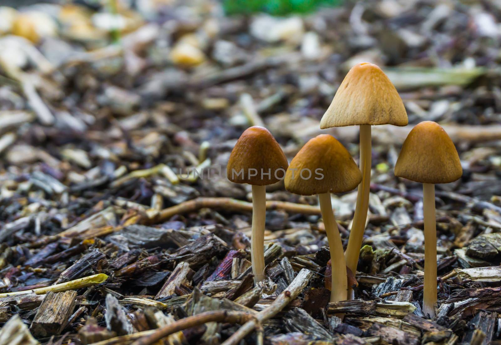 group of white dunce cap mushrooms with bell-shaped caps growing in the forest natural autumn season background by charlottebleijenberg