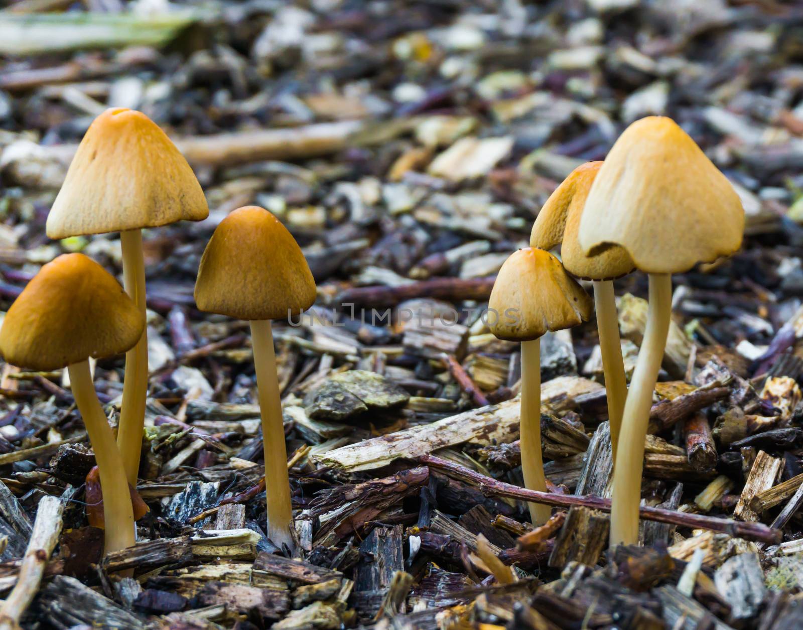 bunch of white dunce cap mushrooms with bell shaped caps growing in some wood chips natural forest autumn background by charlottebleijenberg