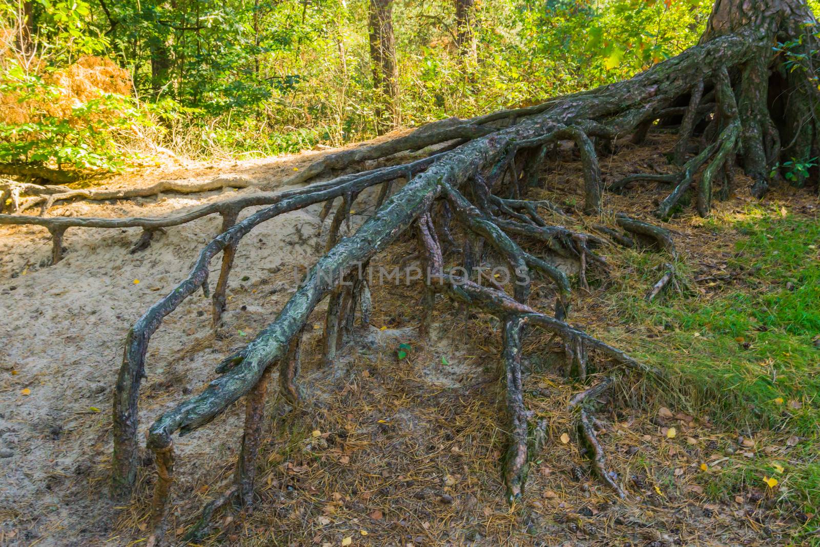 big bare branched off tree roots growing far above the ground