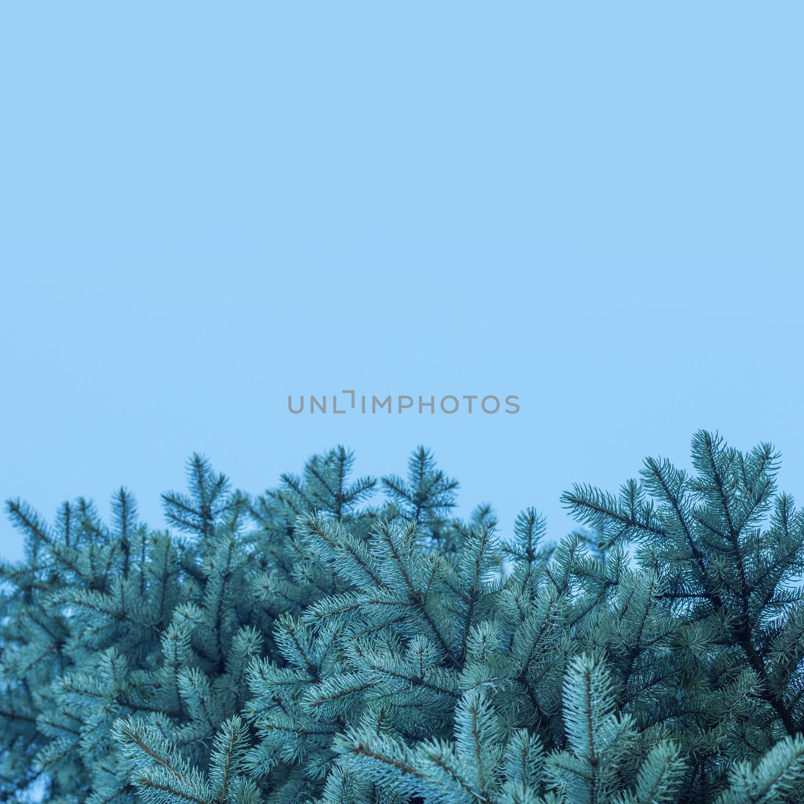 Branches of blue fir tree natural background with copy space for text wintertime cold frost Christmas concept