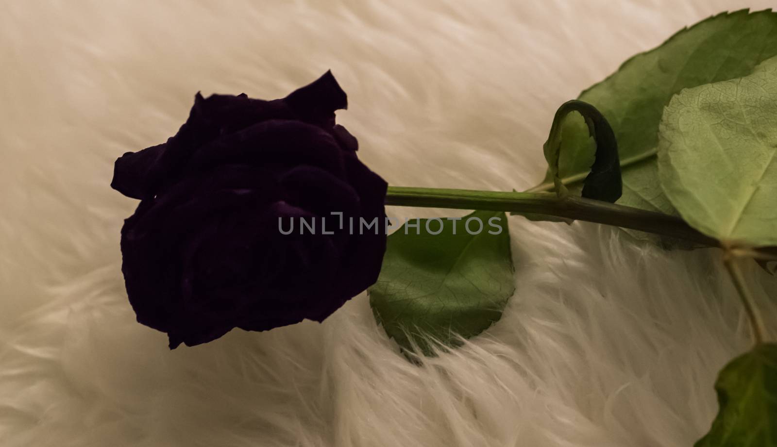 Gothic valentines day gift a dark black rose a strange way to express love