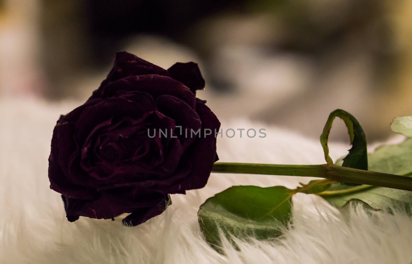 Gothic valentine black rose in macro close up alternative way of celebrating valentines day by charlottebleijenberg