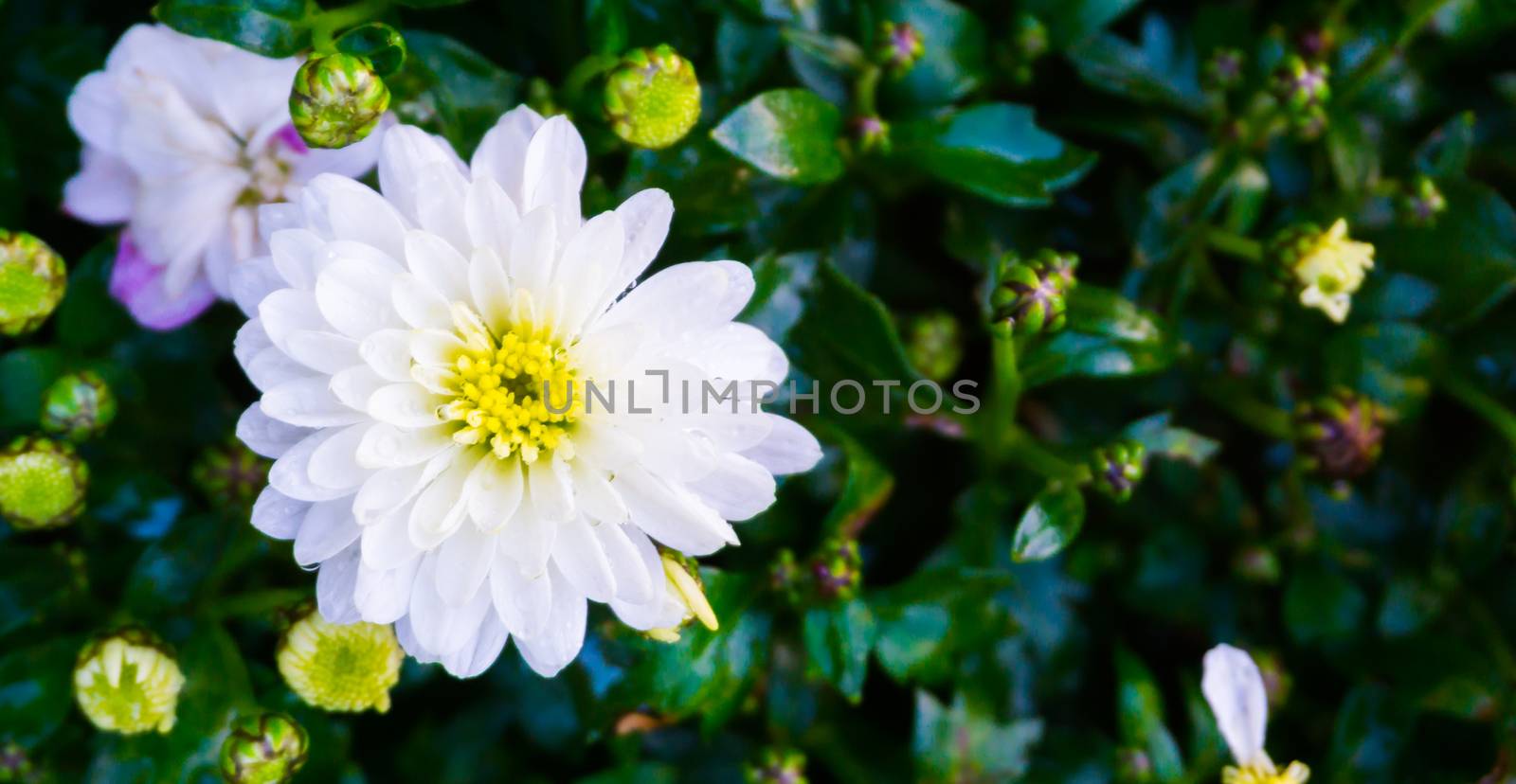 Beautiful bright pure white dahlia flower with yellow heart covered in raindrops amazing botanical macro closeup