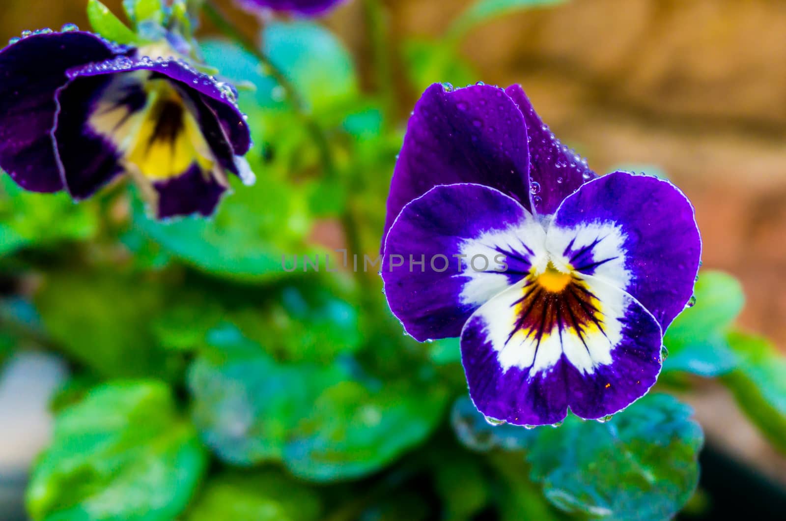 wet violet garden pansy flower covered in raindrops giving a beautiful effect macro close up nature background by charlottebleijenberg