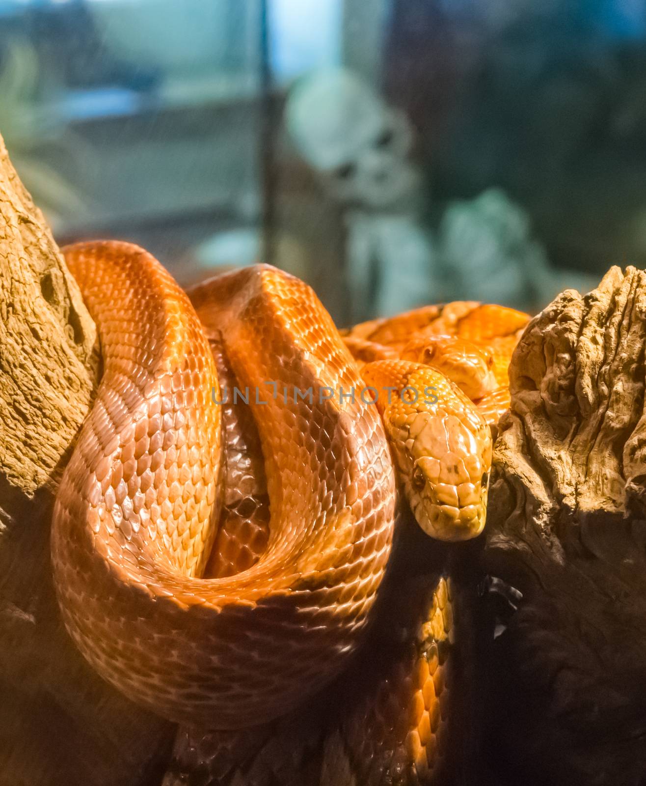 two red orange corn rat snakes together on a branch with a human skeleton in the background by charlottebleijenberg