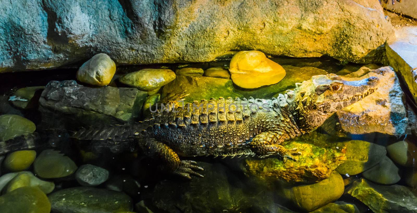 African adult dwarf or bony crocodile with deep red eyes sitting in the water wildlife portrait of a dangerous predator by charlottebleijenberg