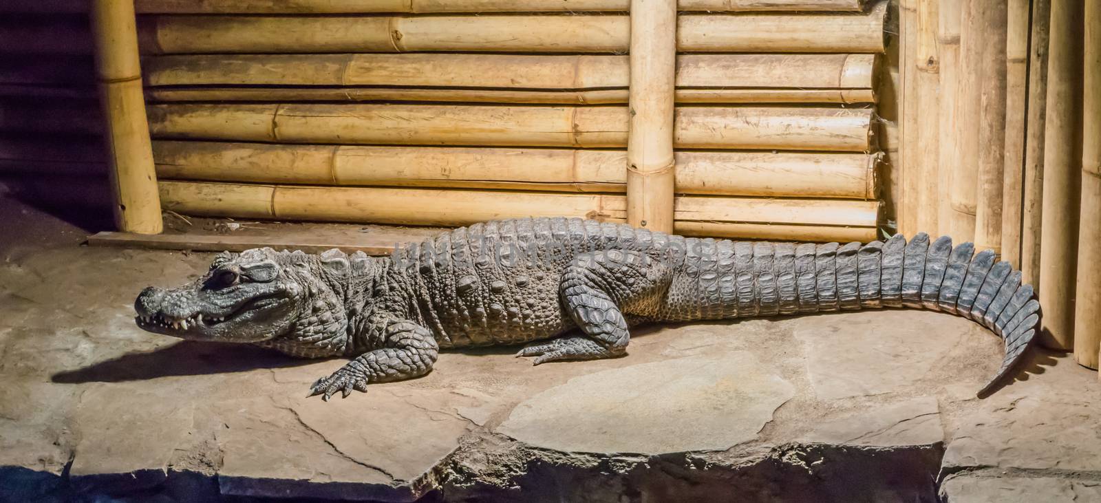 Adult african dwarf or bony crocodile sitting on a rock dangerous wildlife animal portrait by charlottebleijenberg