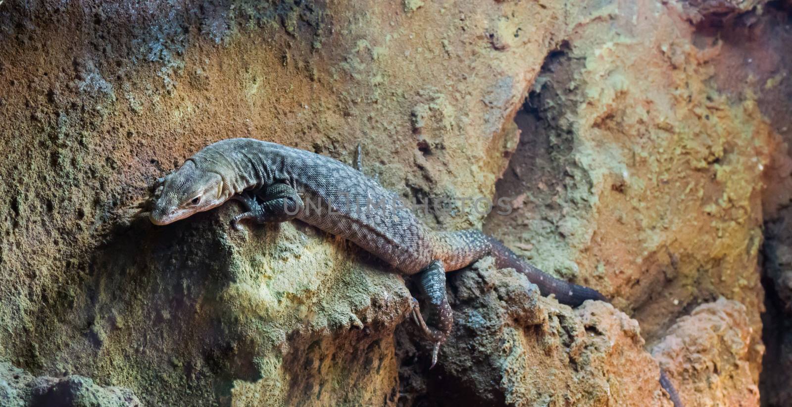 Big storr's monitor lizard a tropical terrarium pet that lives in australia by charlottebleijenberg