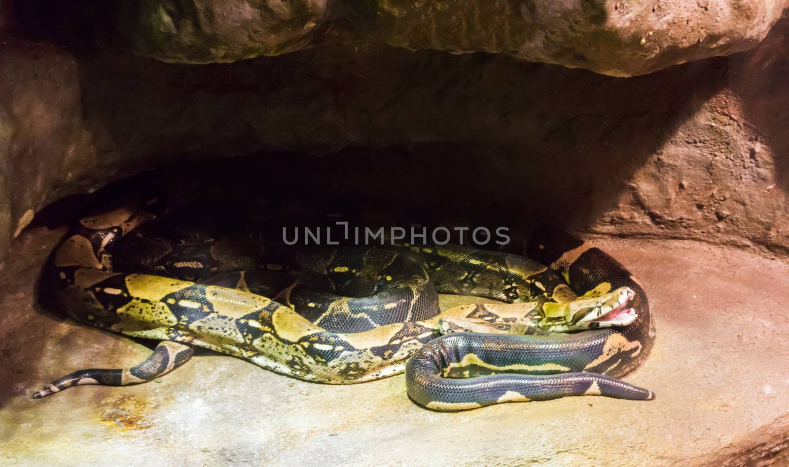two boa constrictor snakes together under a rock one with open mouth by charlottebleijenberg