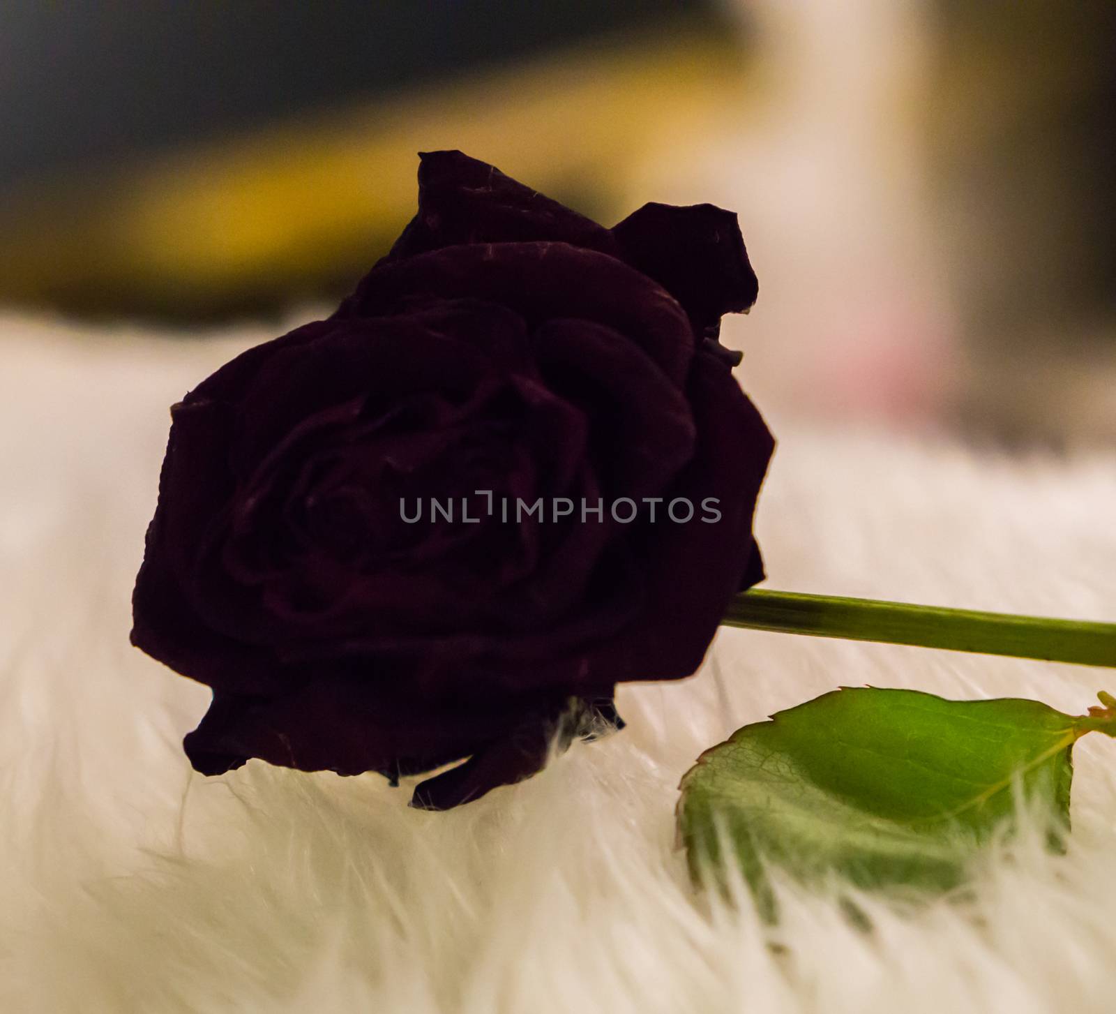 a dark red withered rose that became a black gothic rose in macro closeup alternative valentines day by charlottebleijenberg