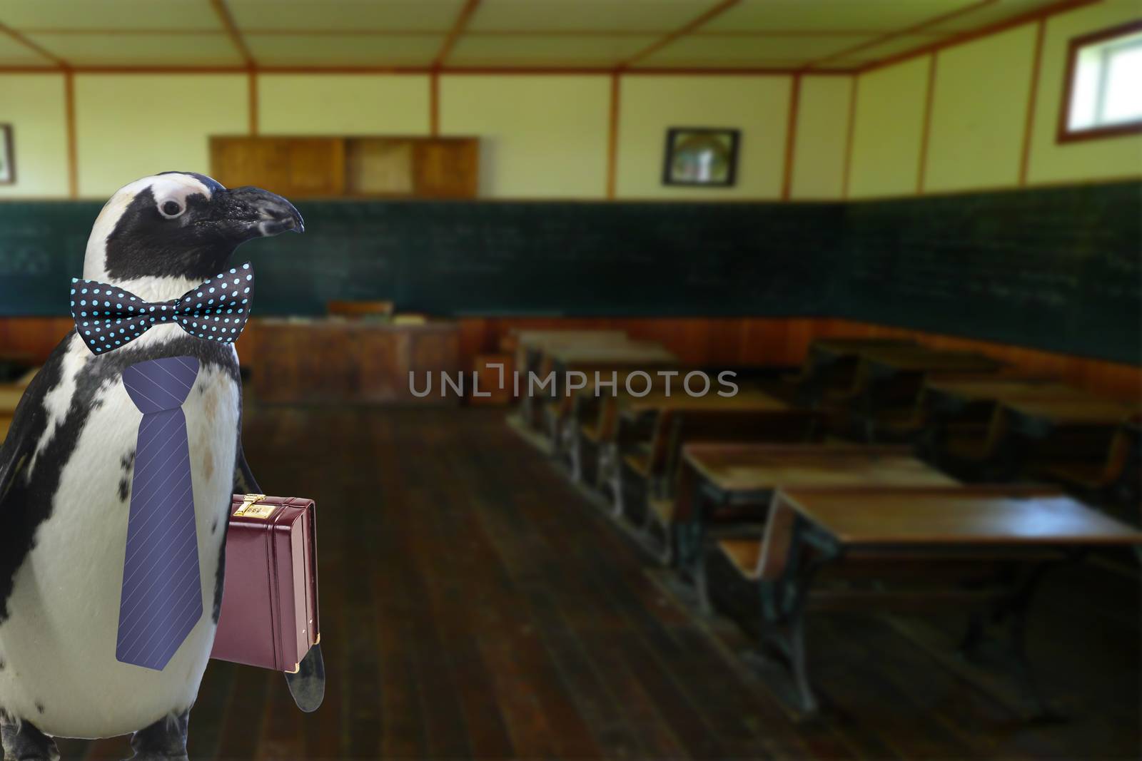 Funny dressed up penguin teacher with suitcase standing in a empty school classroom