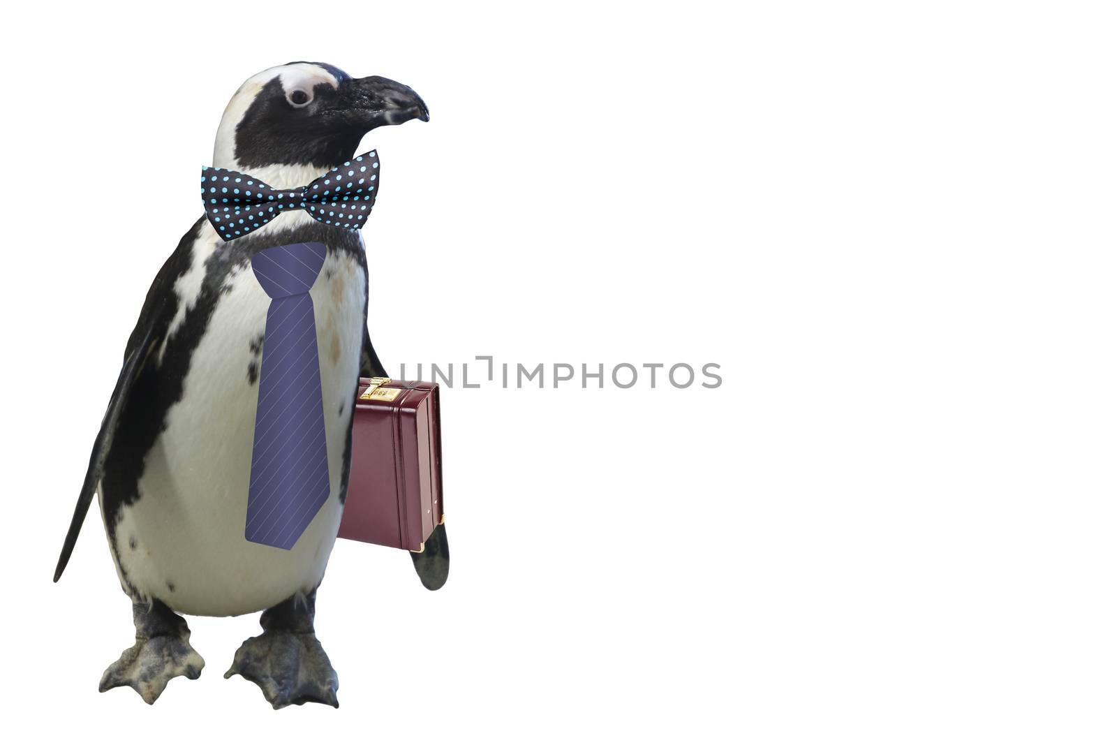 funny business or school teacher penguin concept isolated on a white background by charlottebleijenberg