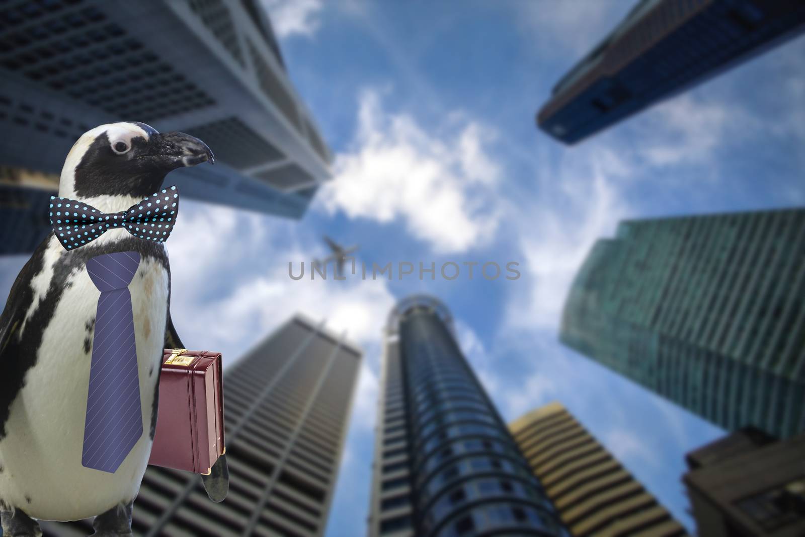 Business concept of a funny penguin wearing a tie and suitcase standing under some big sky scraper building and airplane flying by by charlottebleijenberg