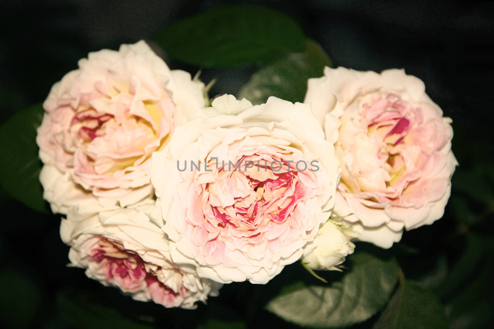 biautiful white and pink rose. photo. flowers spring background