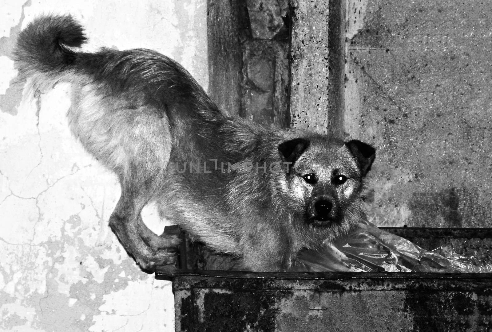homelless hungry lonely dog is looking for food. photo. black and white
