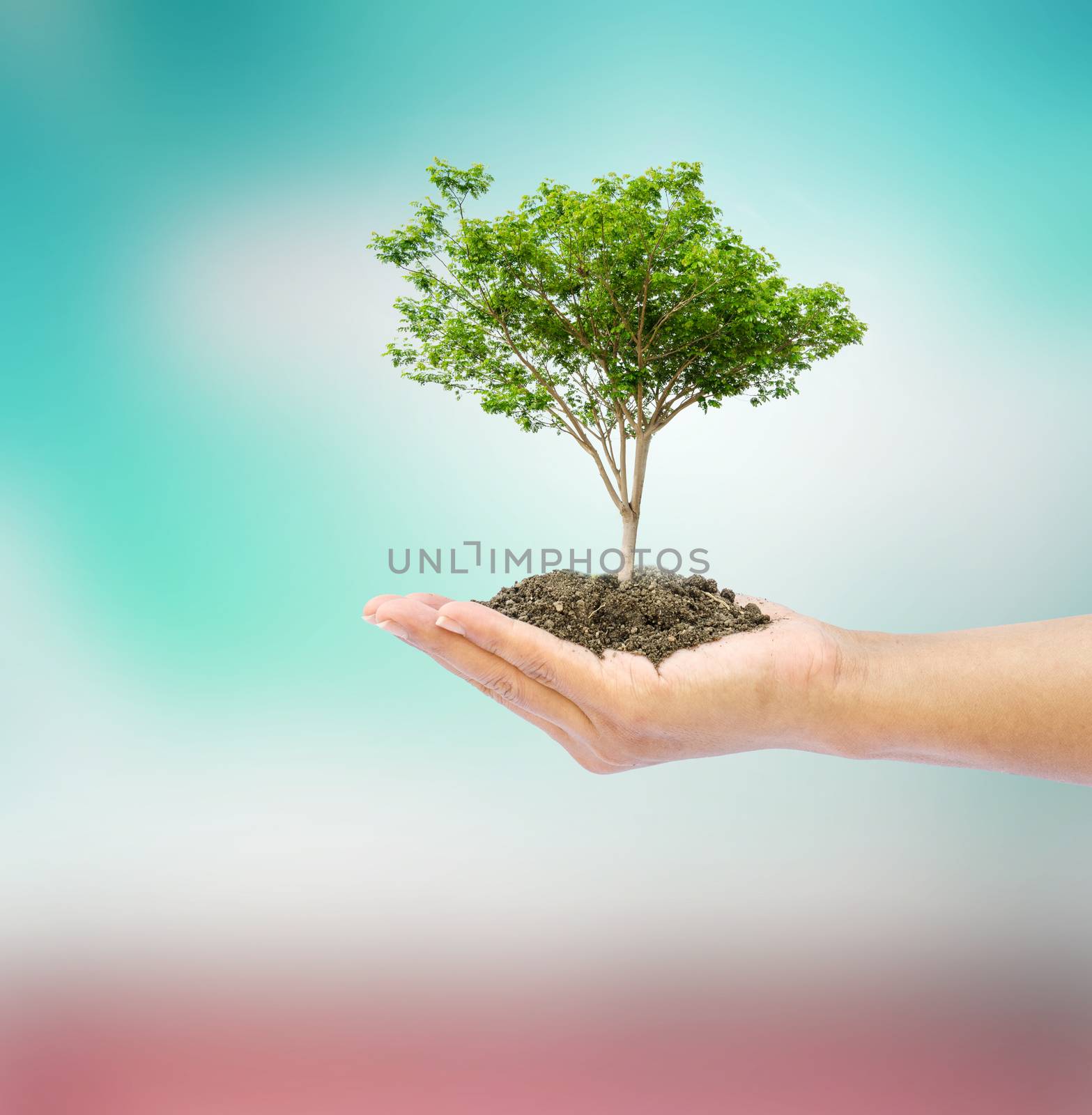 hand holding tree on abstract nature background by photobyphotoboy