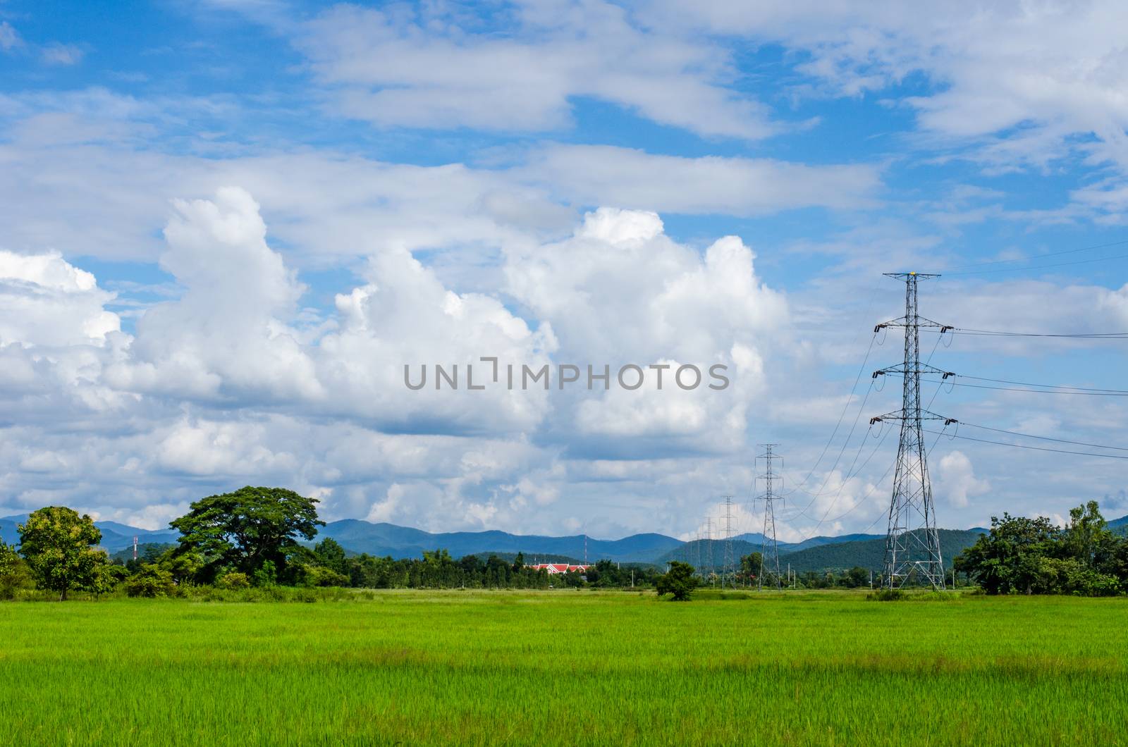 Green rice field with clouds on the sky by photobyphotoboy