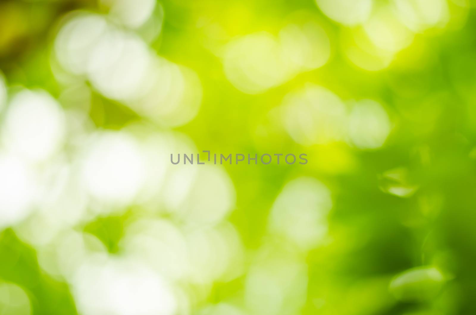 Natural Bokeh,blurred bokeh.