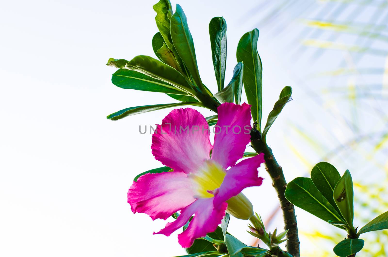 Pink Desert Rose or Impala Lily or Mock Azalea flower by photobyphotoboy