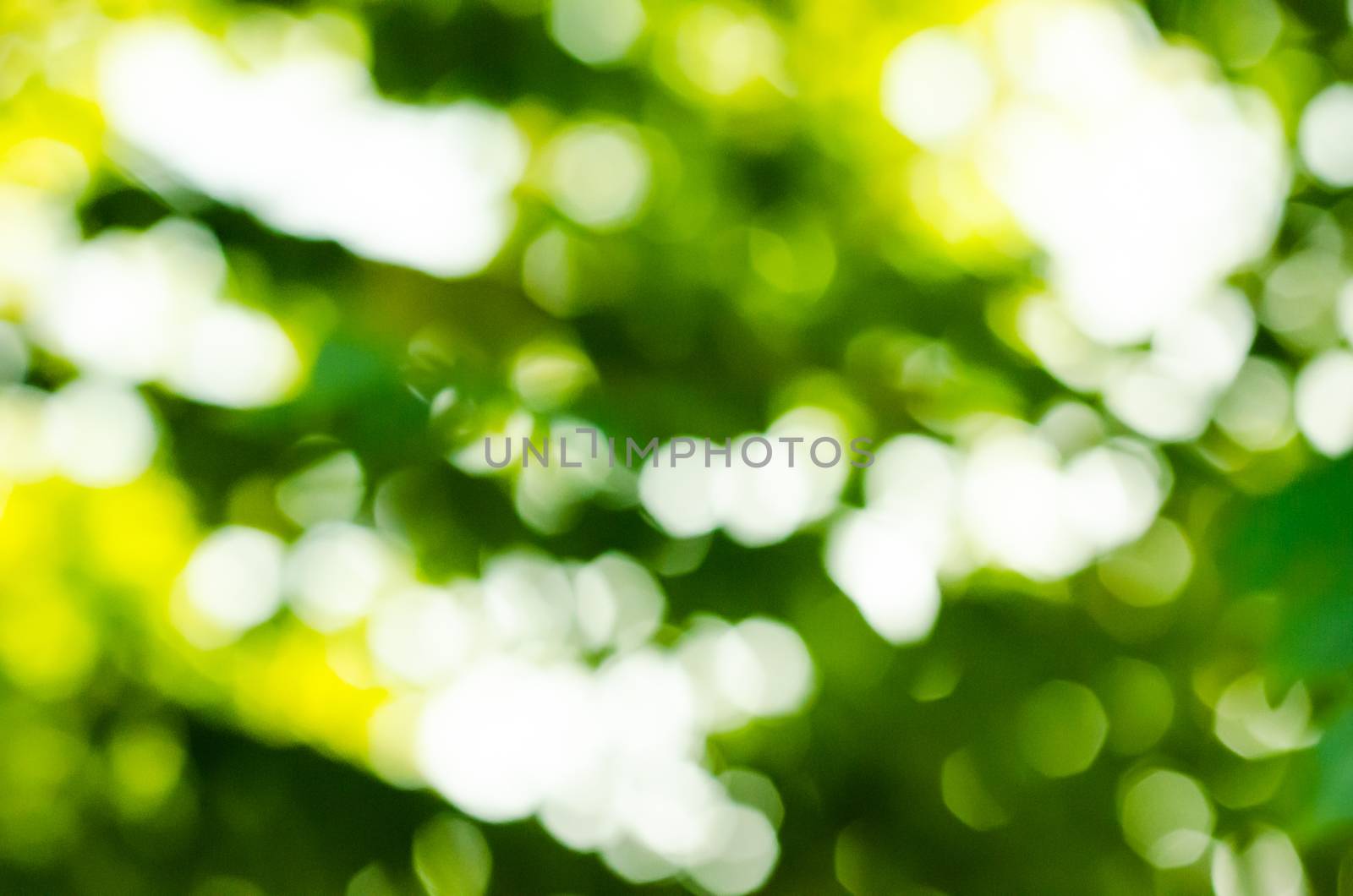 Natural Bokeh,blurred bokeh. by photobyphotoboy