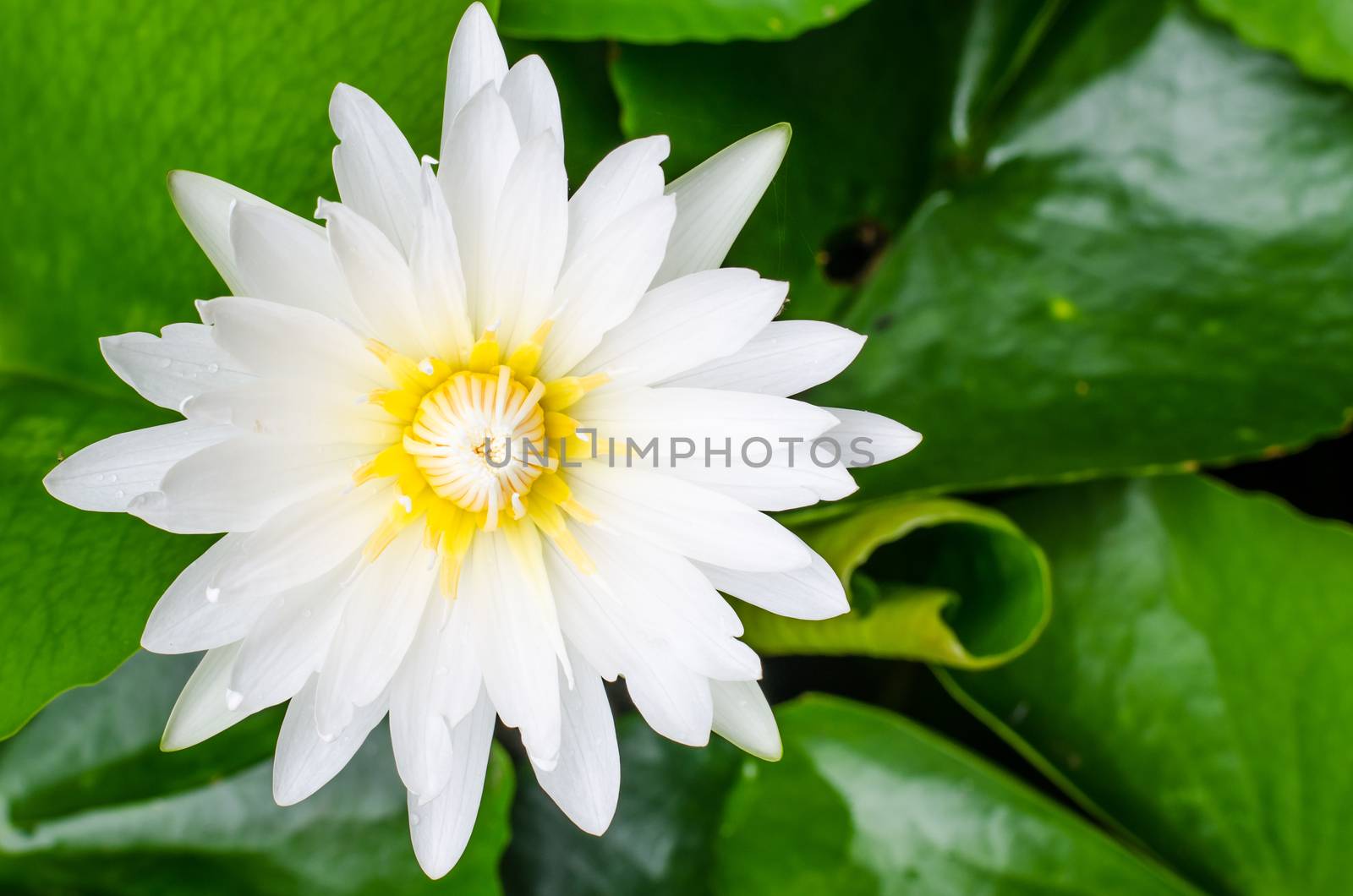 white lotus or water lily in the pond