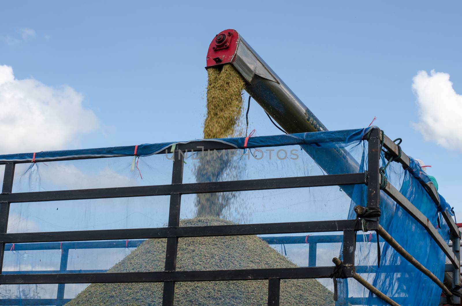 feeding rice grain to truck. by photobyphotoboy