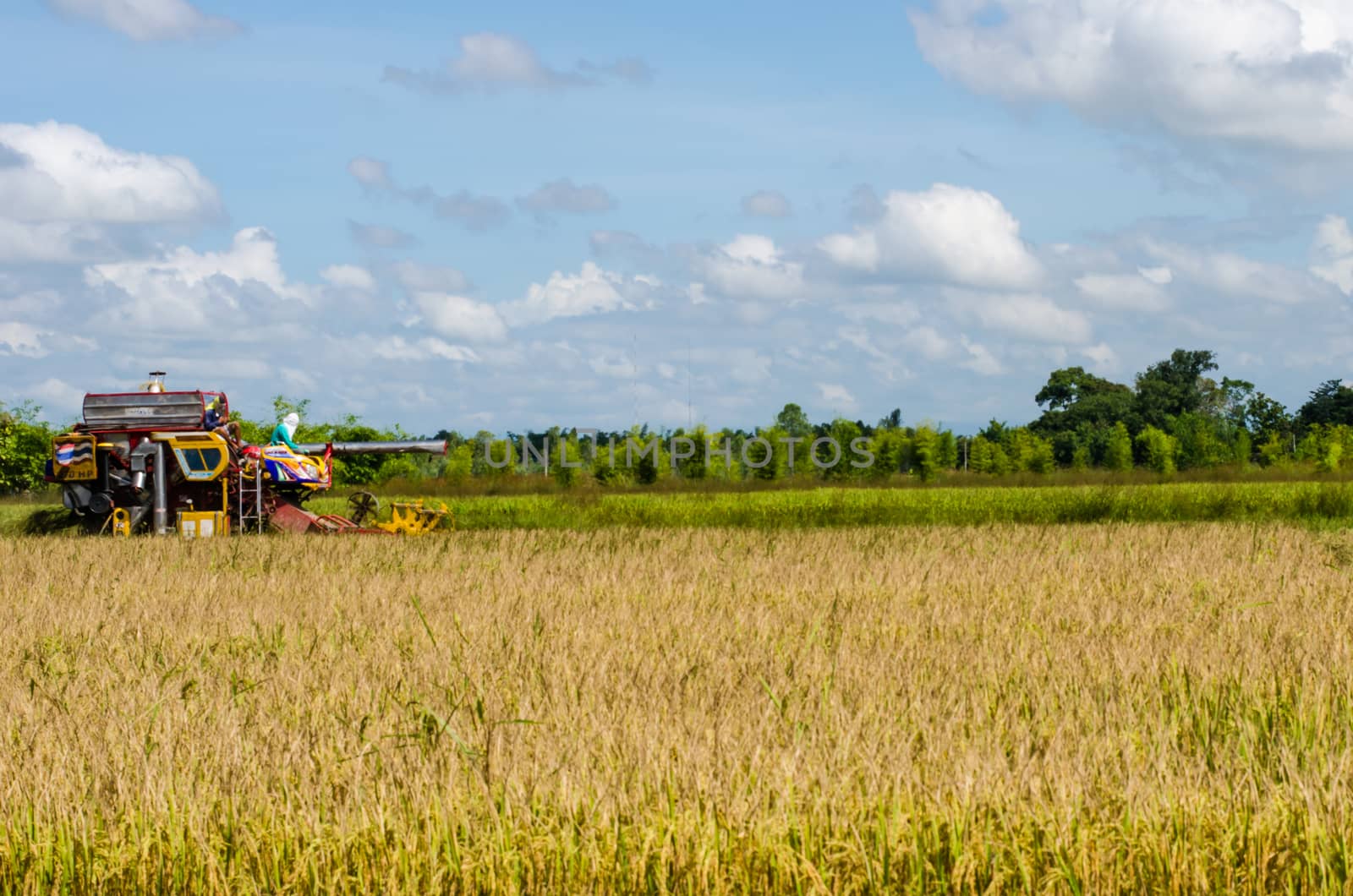 farm worker harvesting rice with tractor