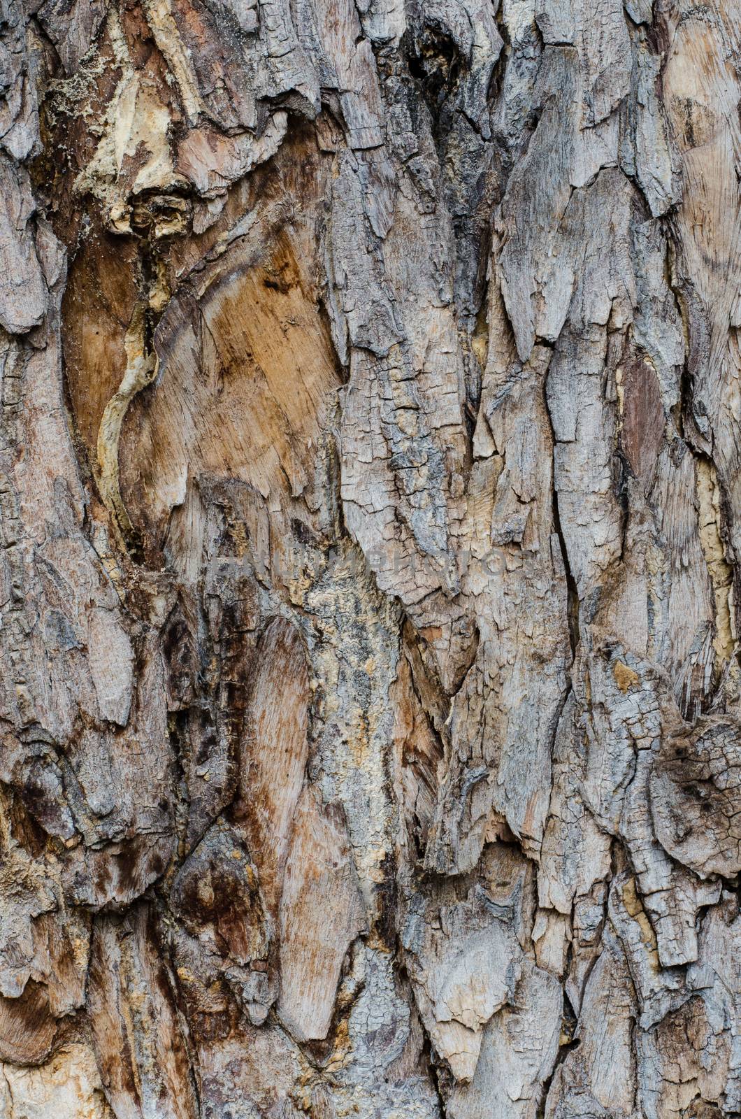 Tree bark texture by photobyphotoboy