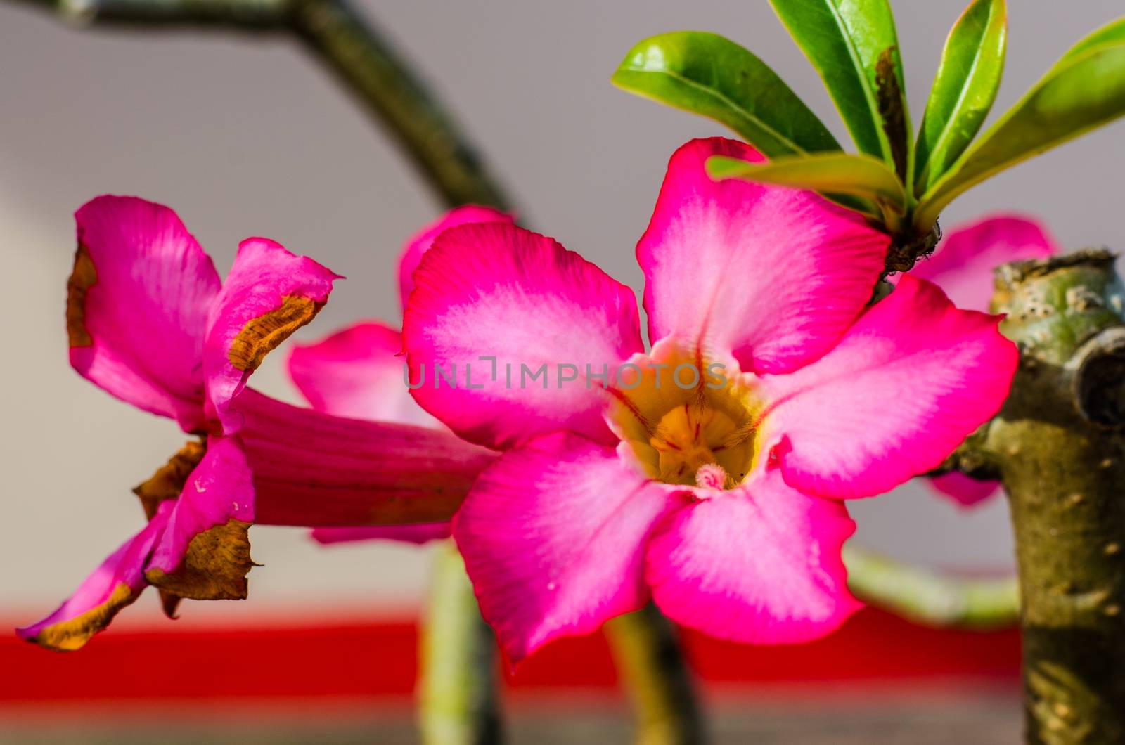 desert rose flower by photobyphotoboy