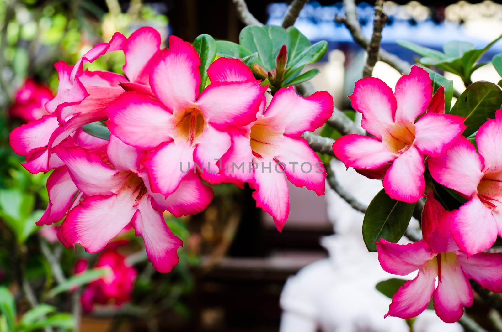 desert rose flower by photobyphotoboy