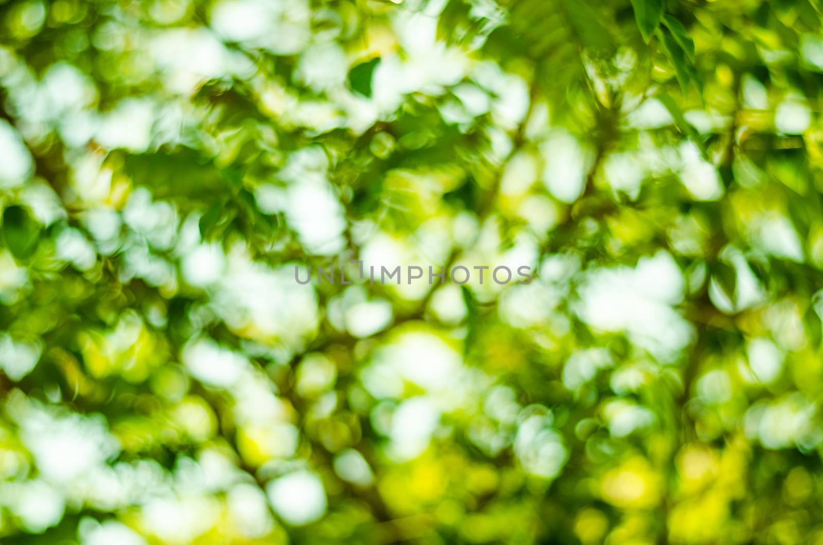 Natural Bokeh,blurred bokeh. by photobyphotoboy