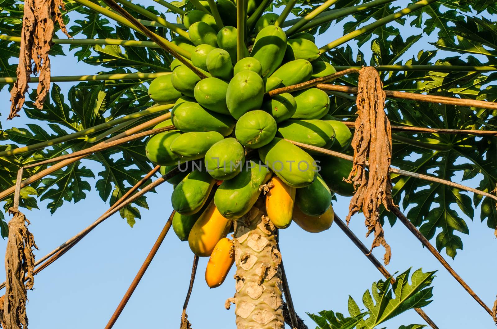 papaya on plant the papaya tree by photobyphotoboy