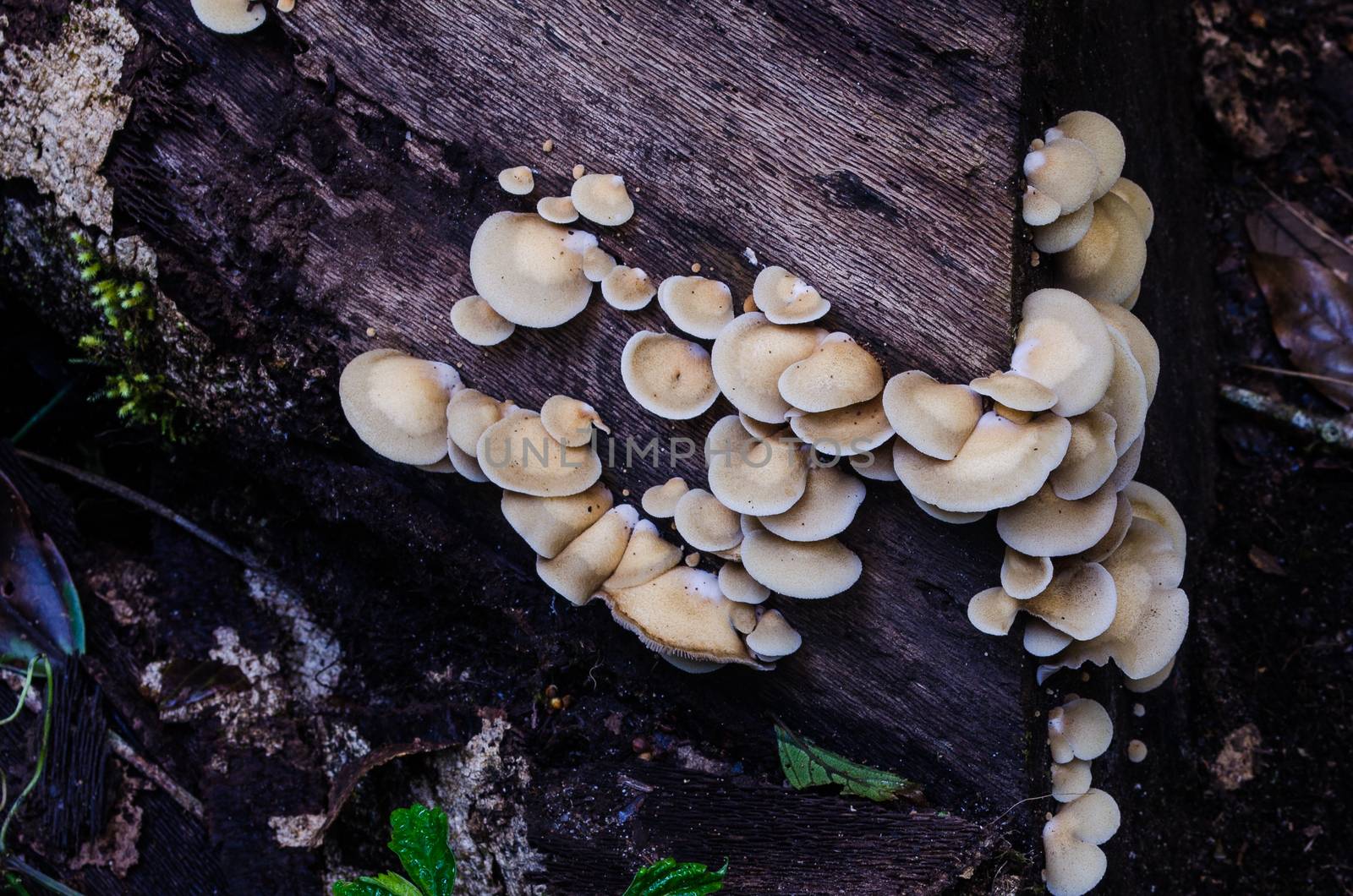 sulfur tuft mushrooms on a trunk in a woodland by photobyphotoboy
