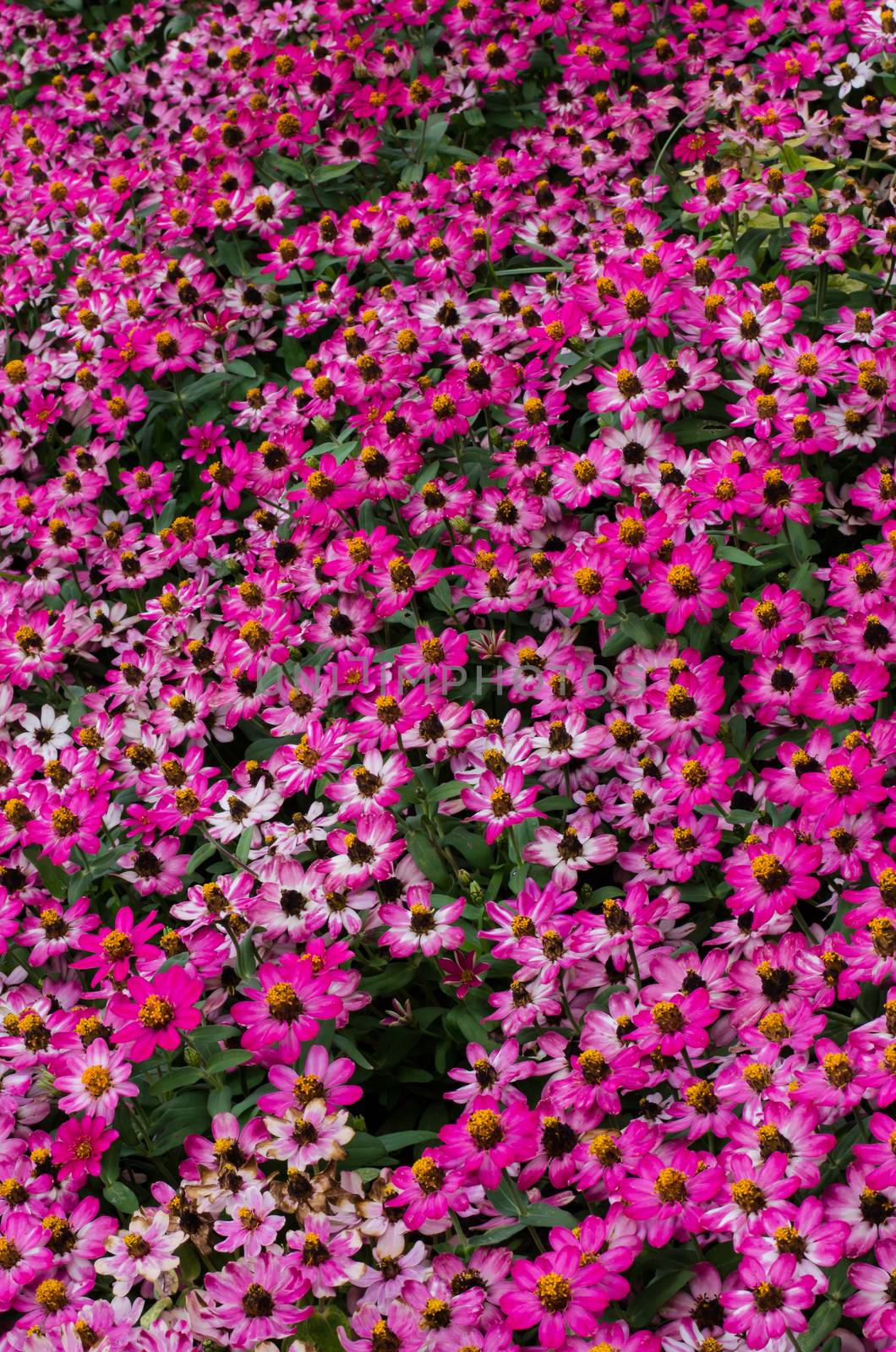 Beautiful pink flowers background