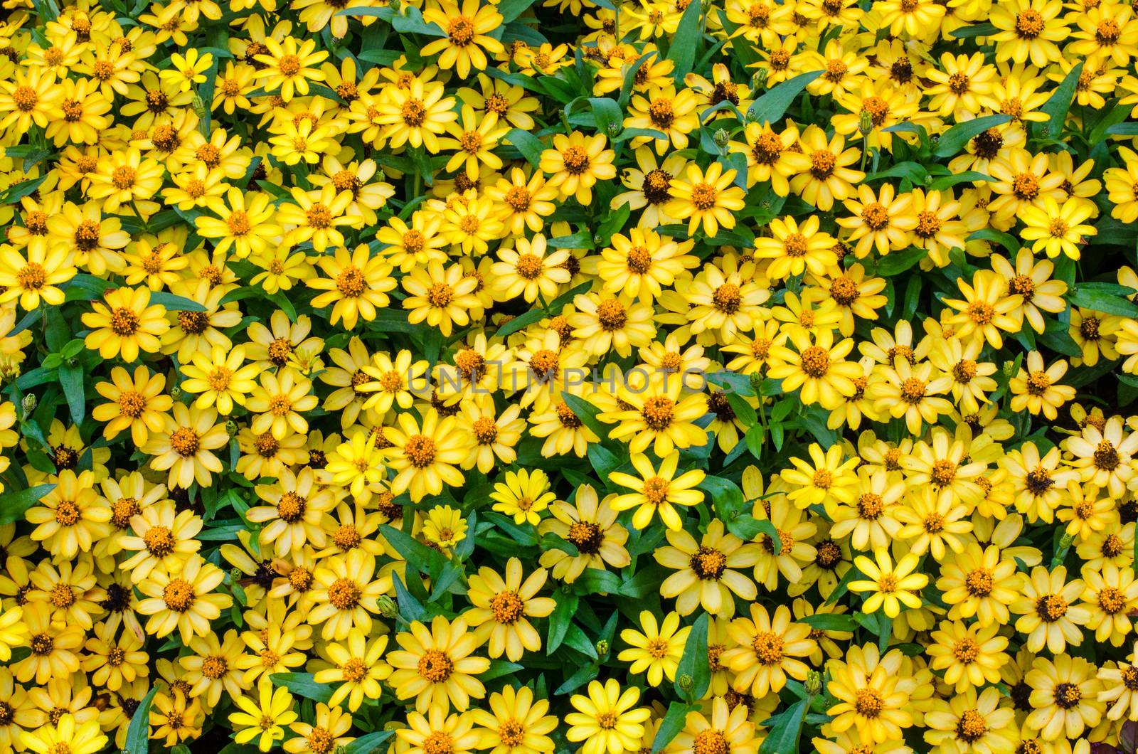 Yellow flowers