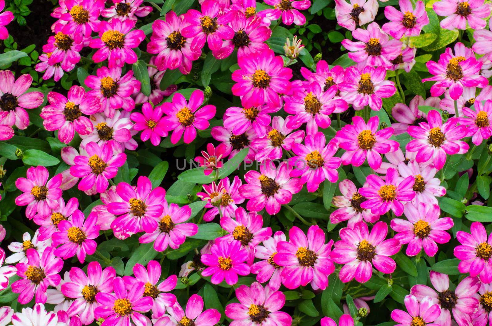 Beautiful pink flowers  background