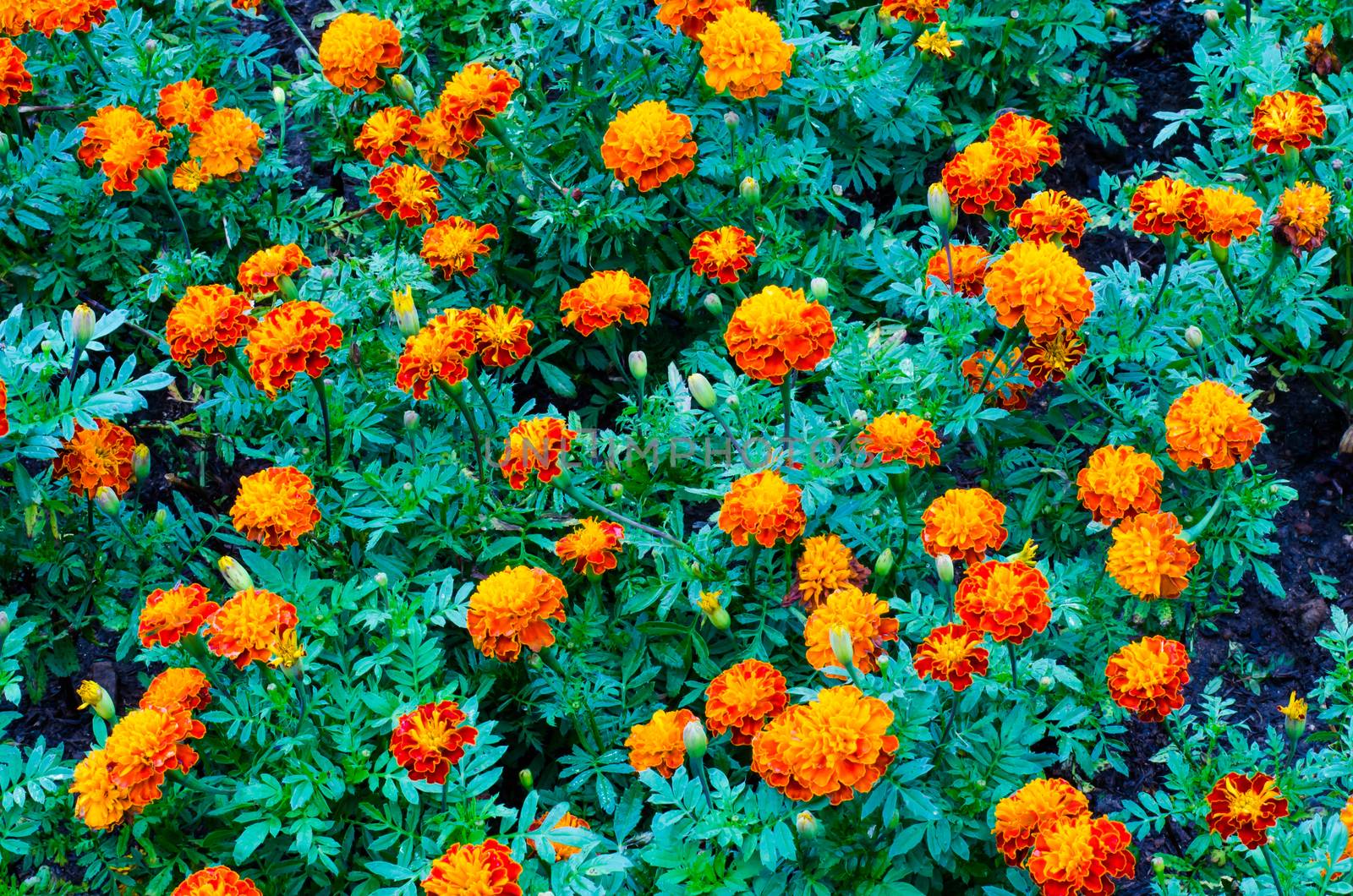 Orange flowers