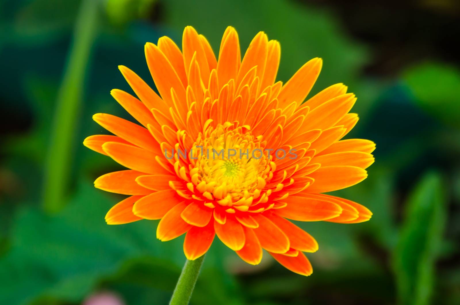 Gerbera flower by photobyphotoboy