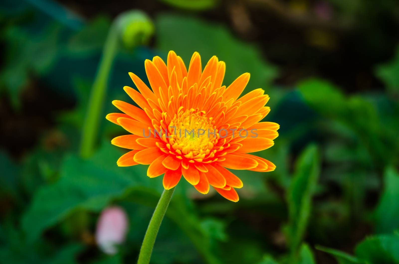 Gerbera flower by photobyphotoboy