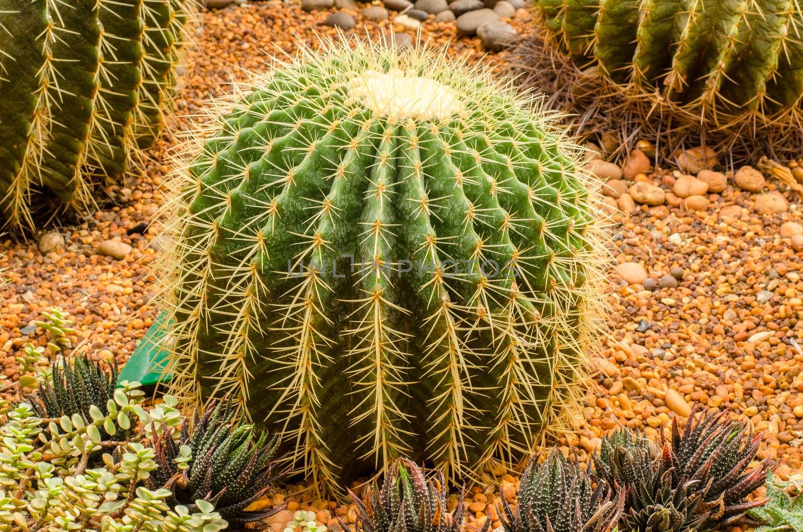 Golden Barrel Cactus by photobyphotoboy