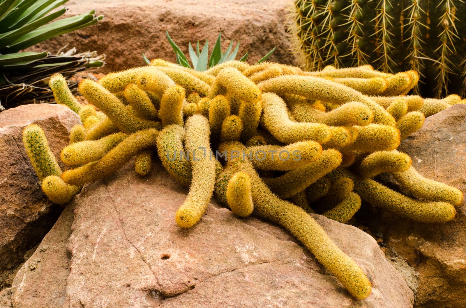 Cactus desert plant. by photobyphotoboy