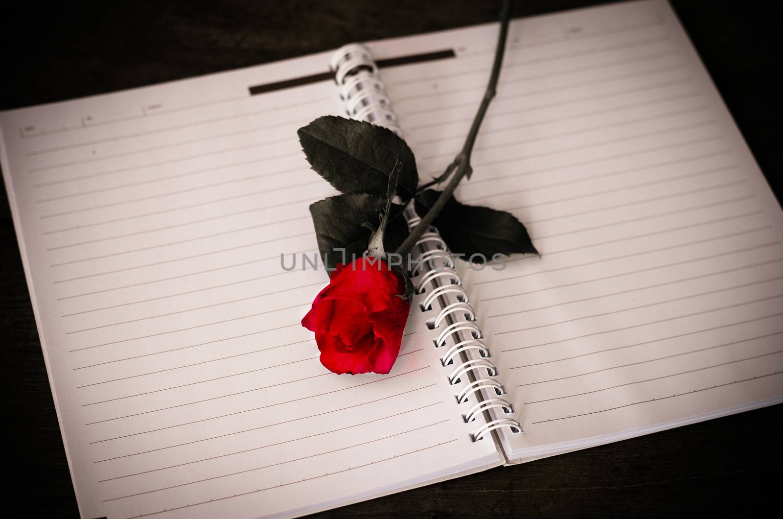 red rose on notebook by photobyphotoboy