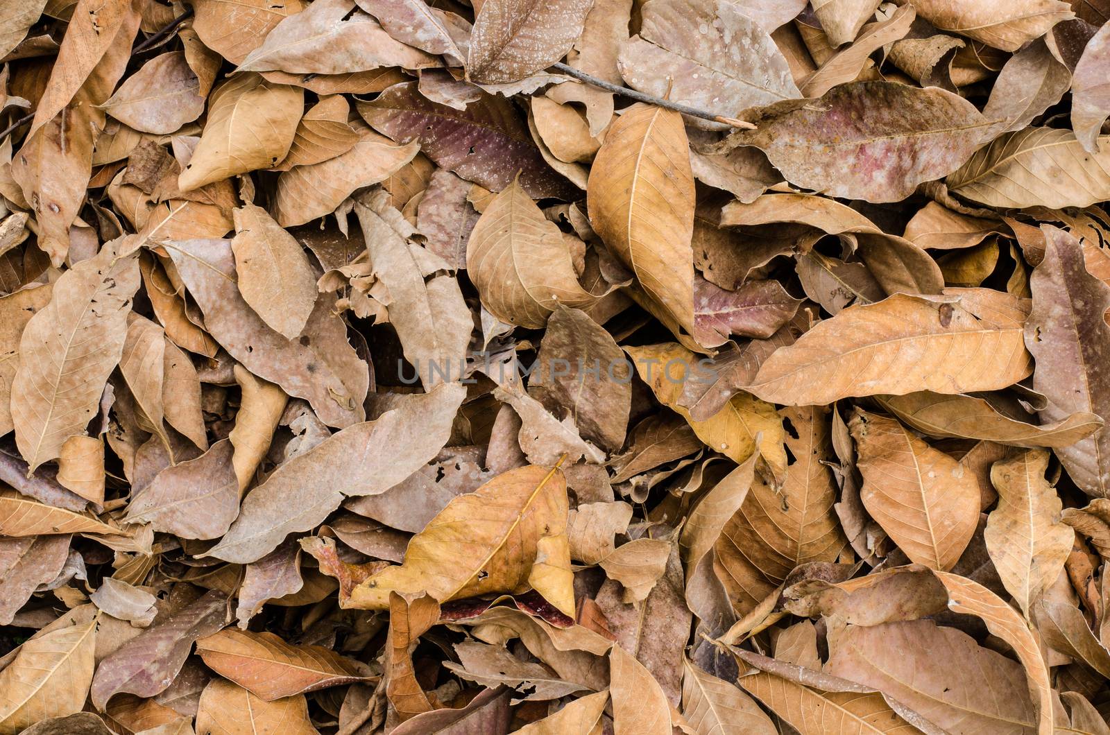 fallen leaves  on the ground.