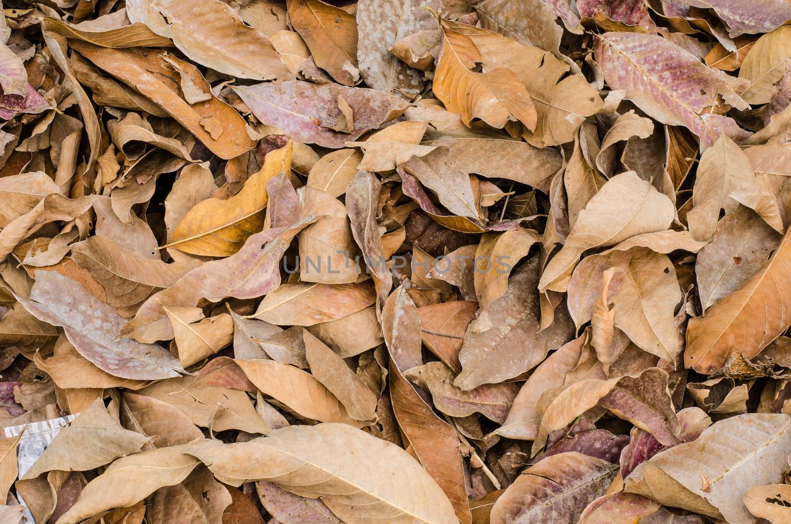  fallen leaves  on the ground. by photobyphotoboy