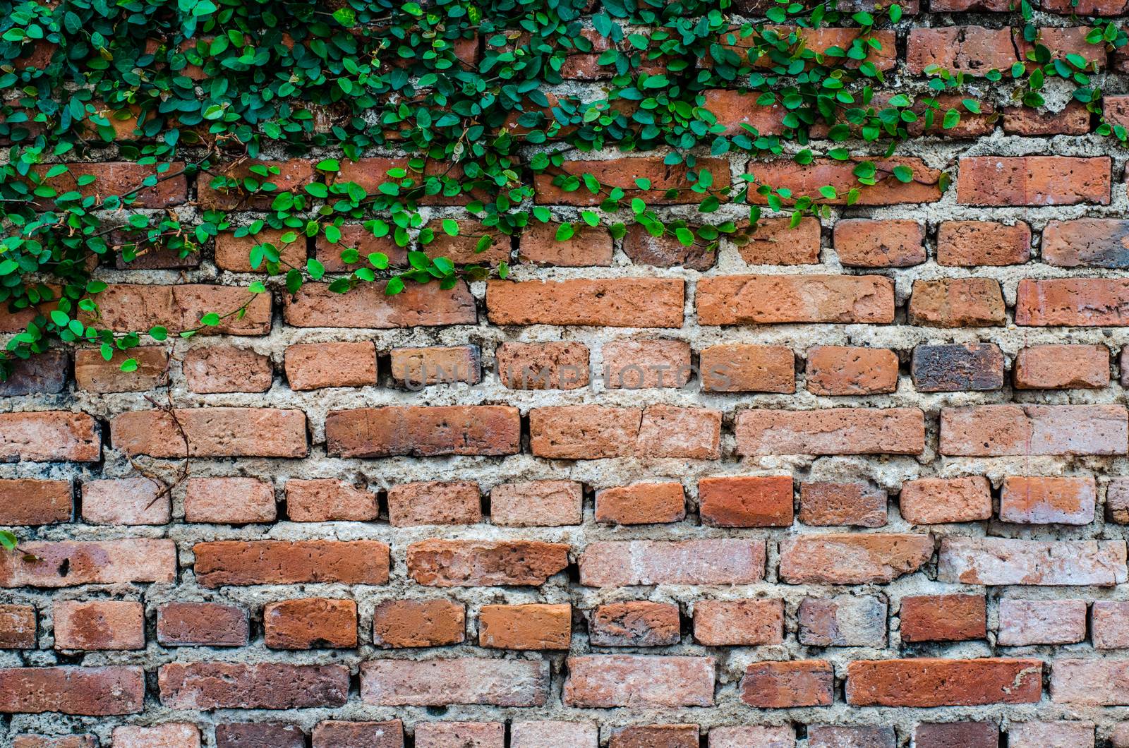 leaves on brick wall for wallpaper