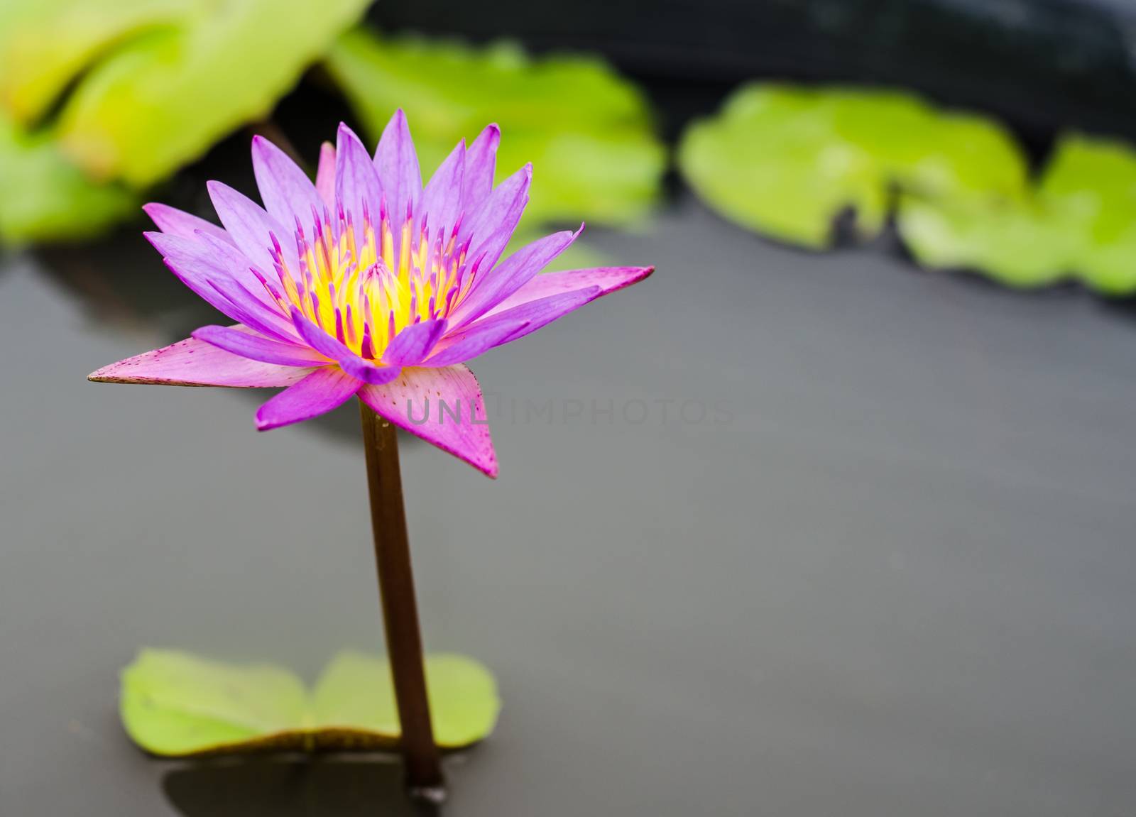 purple lotus in the pond. by photobyphotoboy