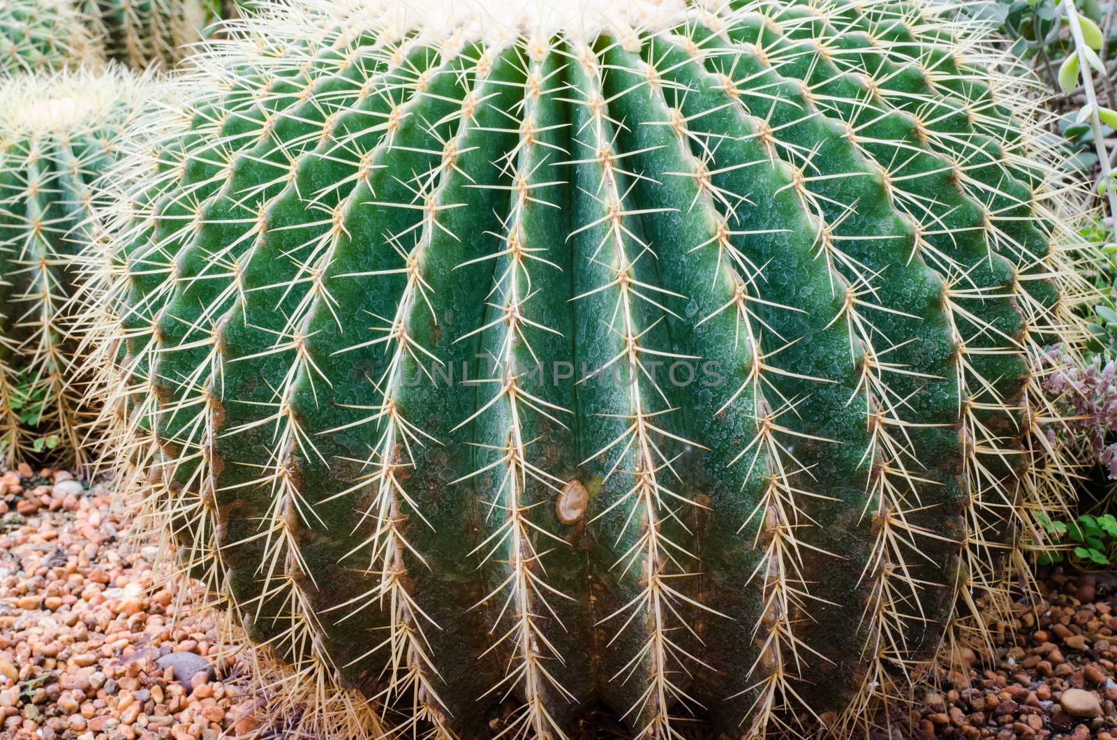 Golden Barrel Cactus